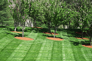 Lawn maintenance example